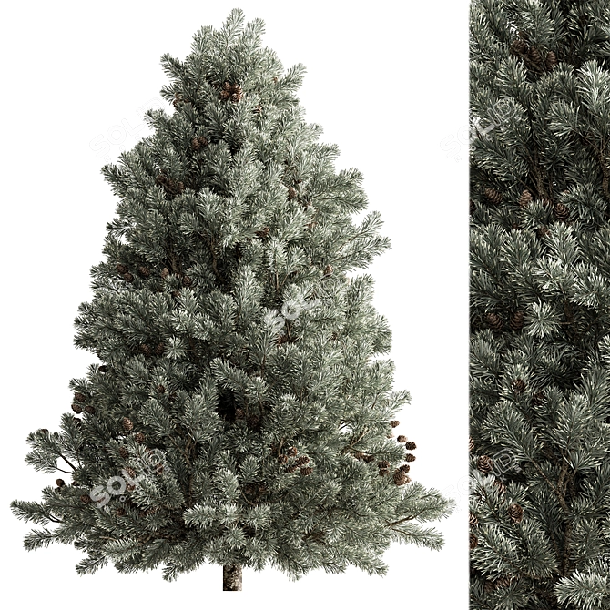 Rocky Mountain Fir Set 267 3D model image 1