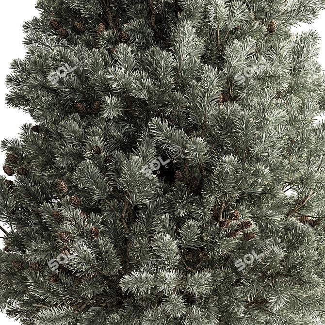 Rocky Mountain Fir Set 267 3D model image 2