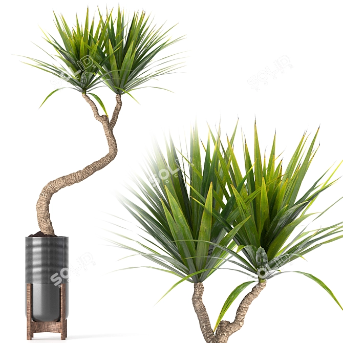 
Yucca Indoor Plant 3D Model 3D model image 1