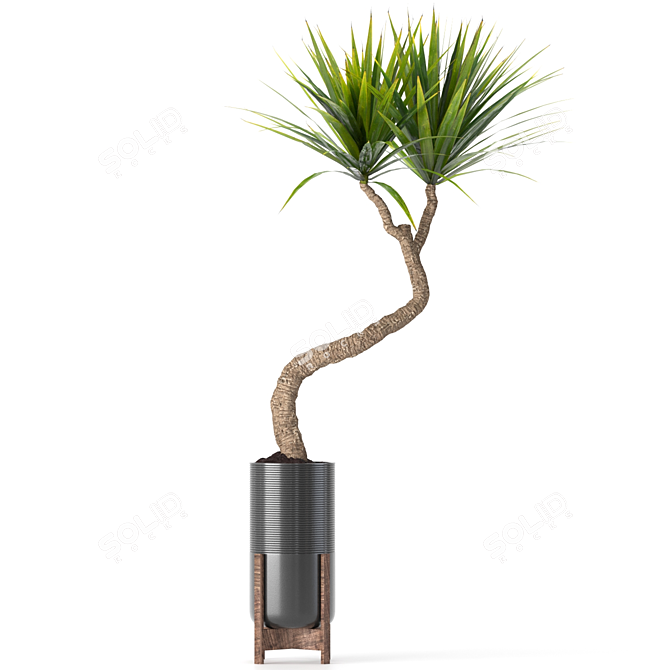 
Yucca Indoor Plant 3D Model 3D model image 2