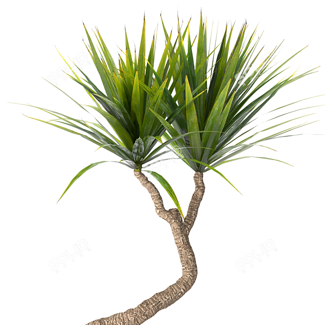 
Yucca Indoor Plant 3D Model 3D model image 4