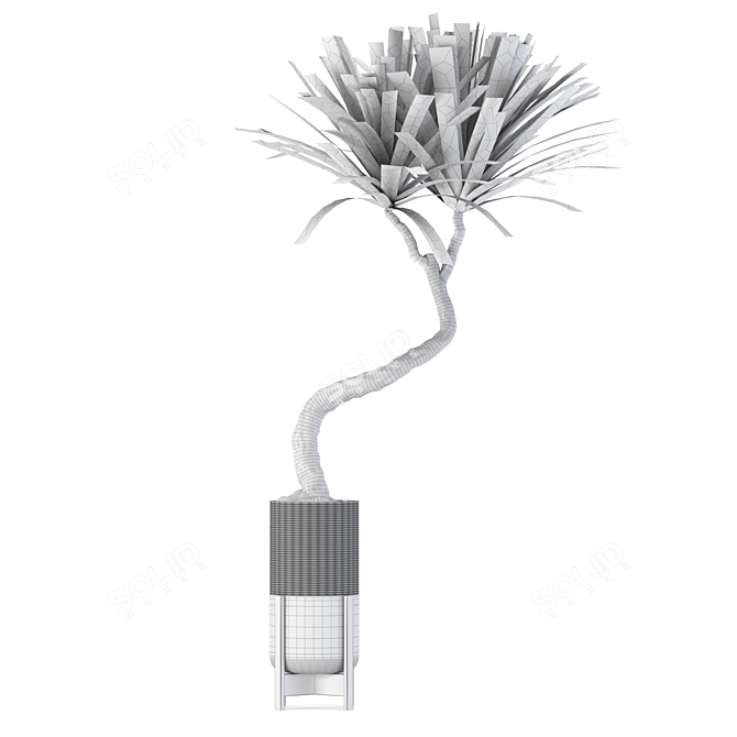 
Yucca Indoor Plant 3D Model 3D model image 5