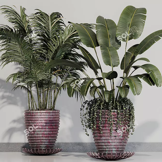 Indoor Variety Plant Set 3D model image 2