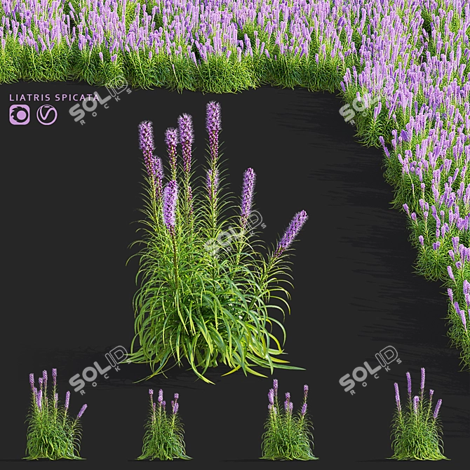 Liatris Spicata Flower Bundle 3D model image 1