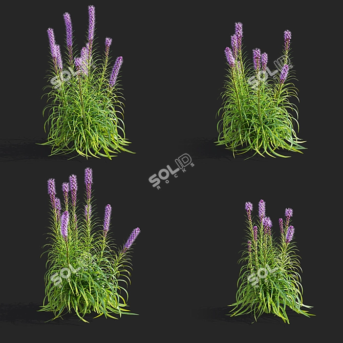 Liatris Spicata Flower Bundle 3D model image 2