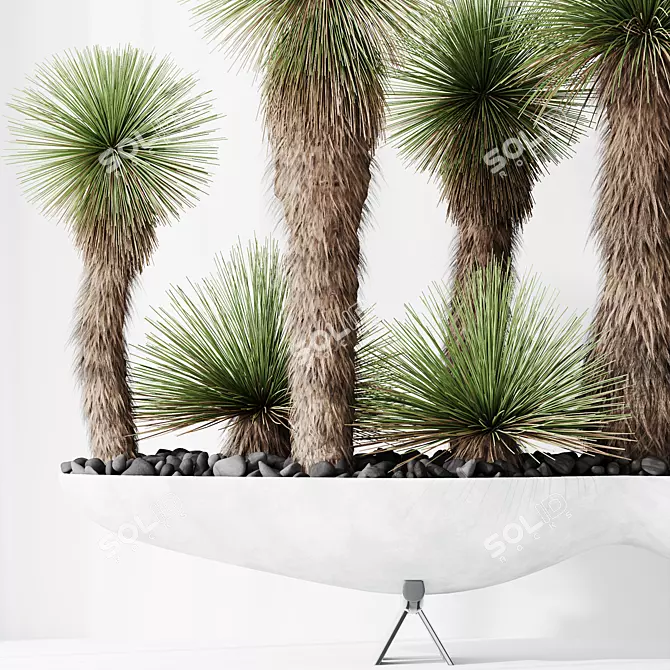 Hybrid Yucca Mexico Set01 Beauty 3D model image 3
