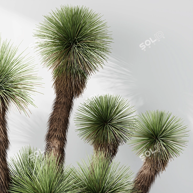 Hybrid Yucca Mexico Set01 Beauty 3D model image 4