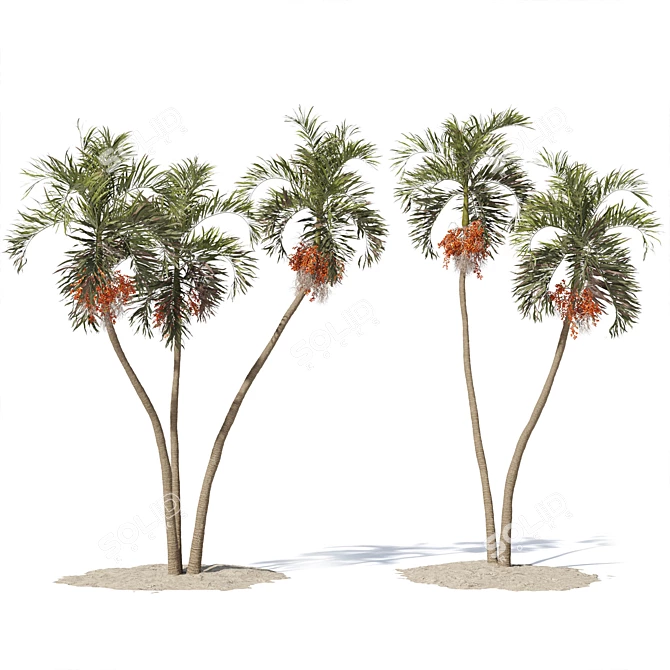 Tropical Palm Tree 3D Model 3D model image 1