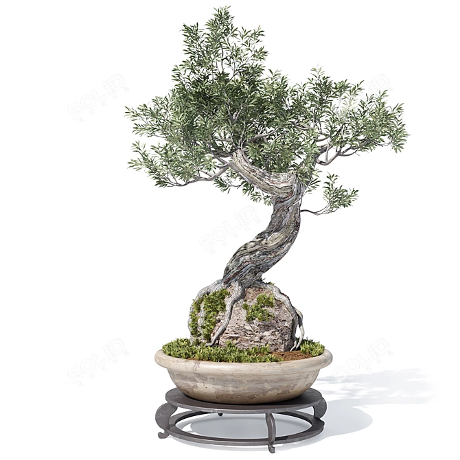 Corona Render Olive Bonsai Model 3D model image 3