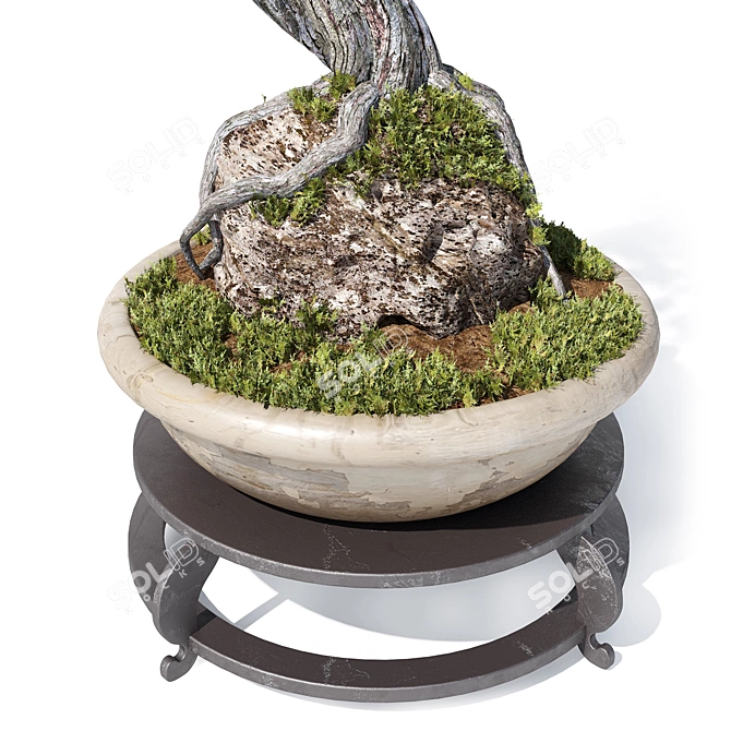 Corona Render Olive Bonsai Model 3D model image 5