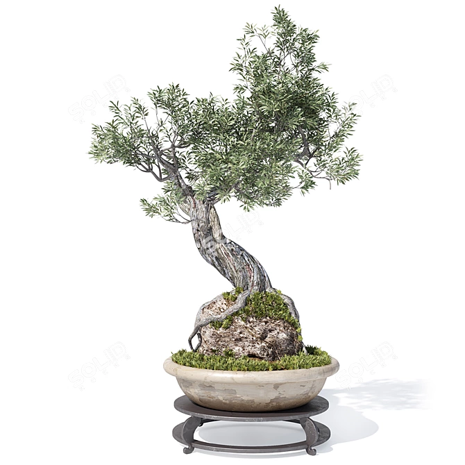 Corona Render Olive Bonsai Model 3D model image 6