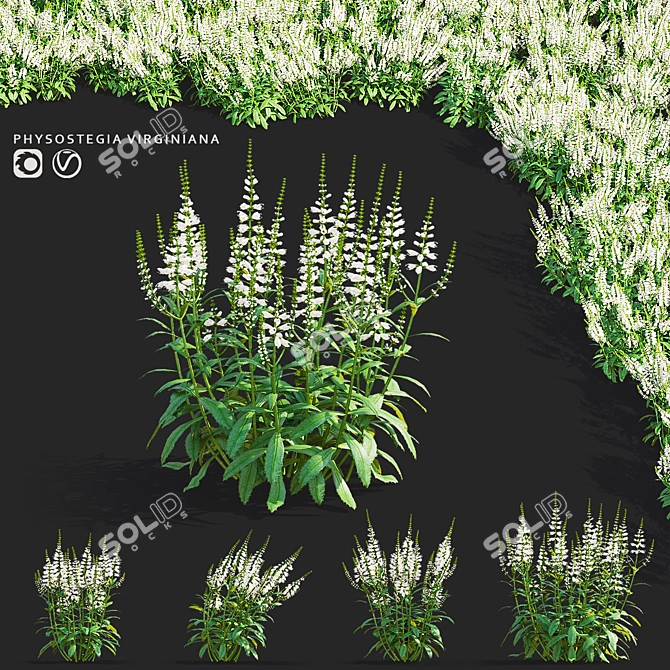 White Physostegia Flowers Collection 3D model image 1