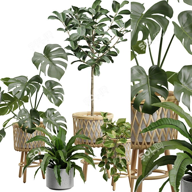 Exotic Indoor Plants Collection 4K 3D model image 3