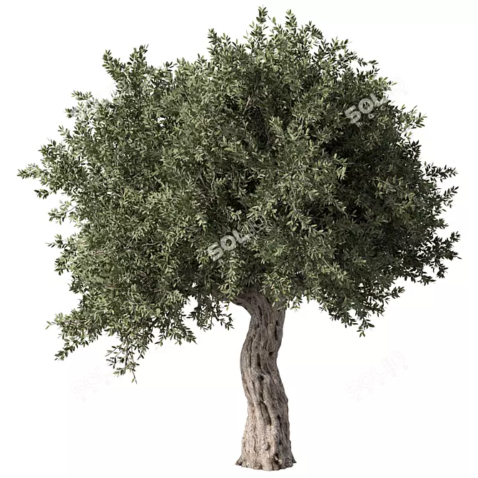 Elegant Olive Tree No.57 3D model image 1