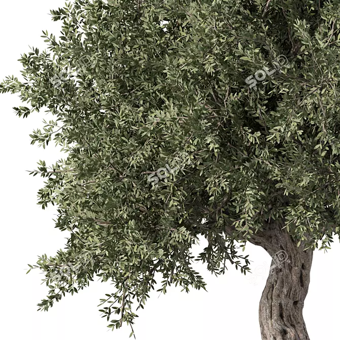 Elegant Olive Tree No.57 3D model image 2