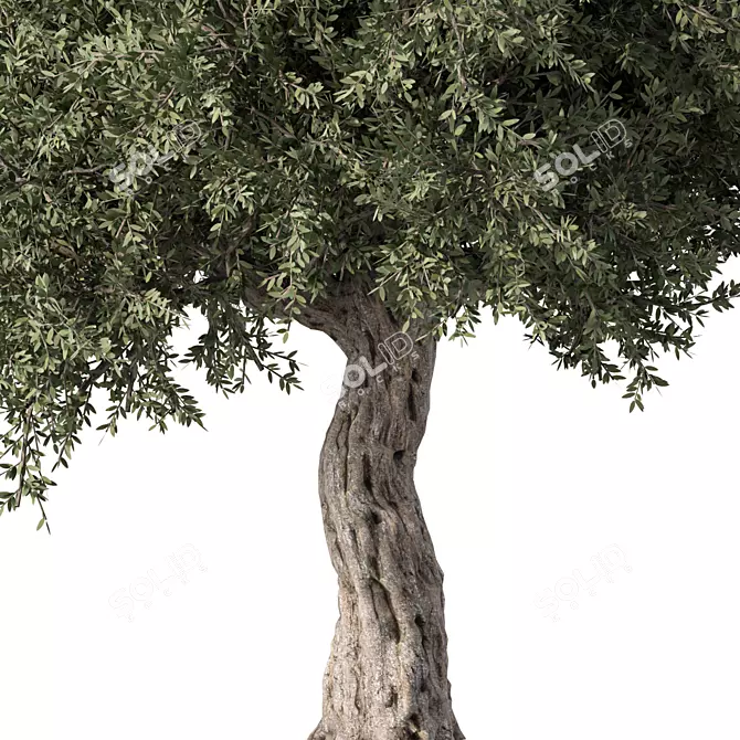 Elegant Olive Tree No.57 3D model image 3