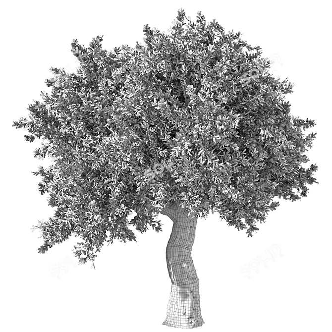 Elegant Olive Tree No.57 3D model image 4