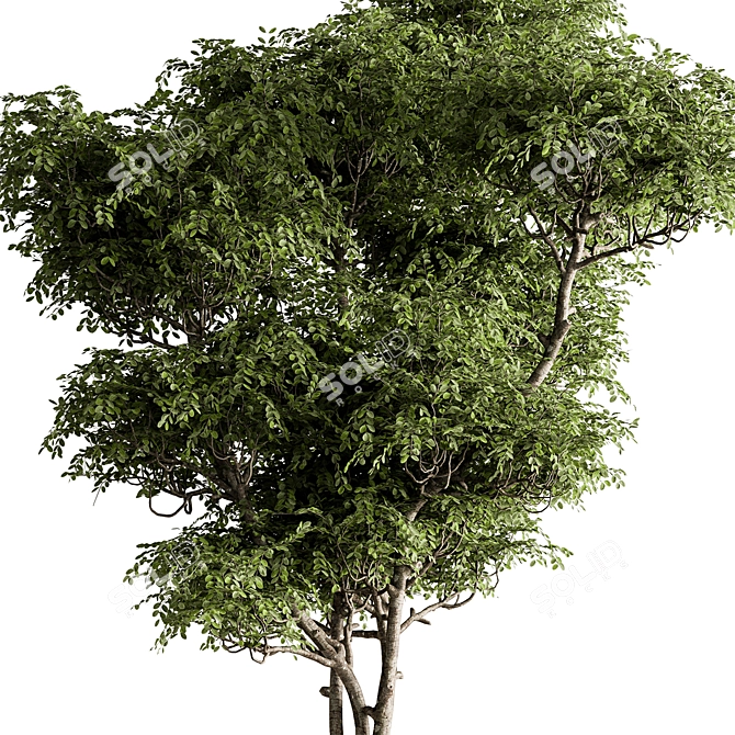 Botanical Beauty - Potted Tree 3D model image 3