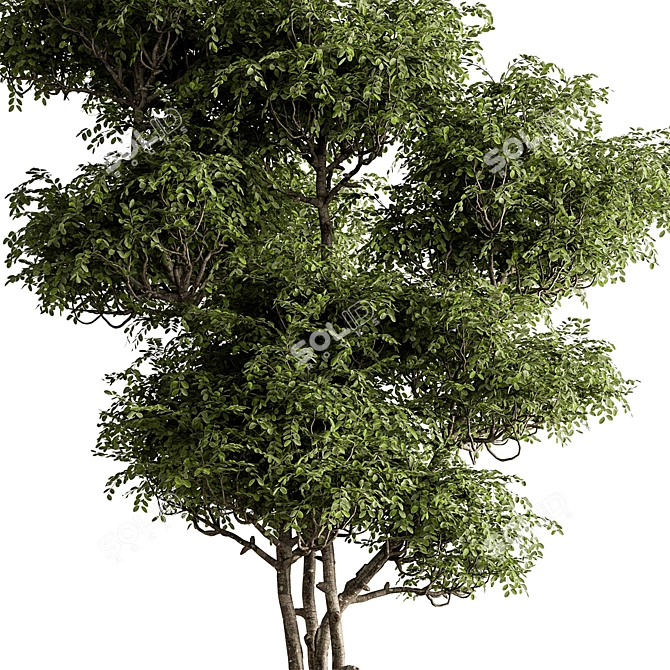 Botanical Beauty - Potted Tree 3D model image 5