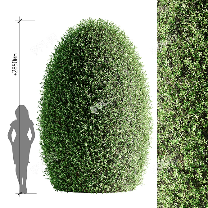 Oval Ornamental Topiary Bush 3D model image 1