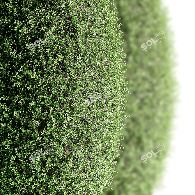 Oval Ornamental Topiary Bush 3D model image 2