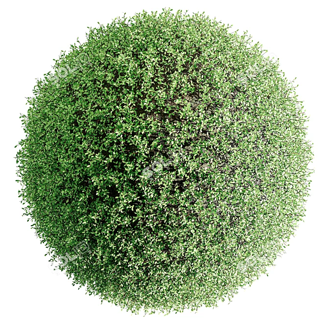 Oval Ornamental Topiary Bush 3D model image 3