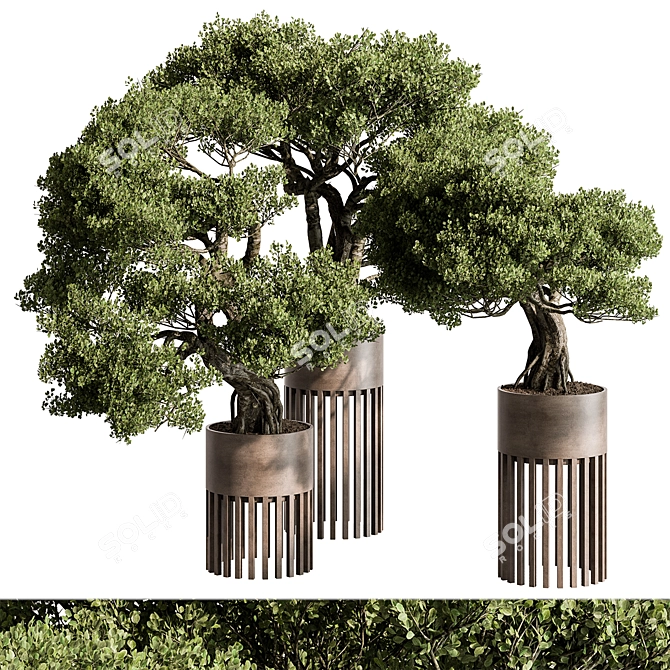Bonsai Plant 625: Indoor Charm 3D model image 2