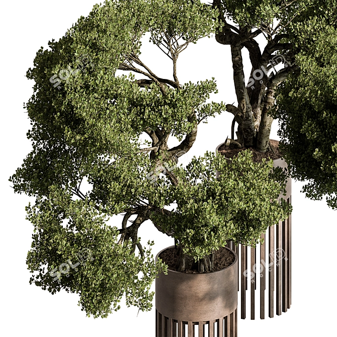 Bonsai Plant 625: Indoor Charm 3D model image 3