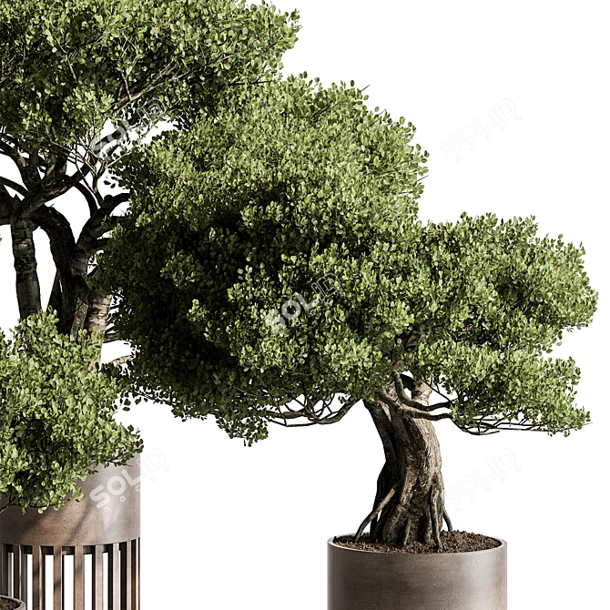 Bonsai Plant 625: Indoor Charm 3D model image 4