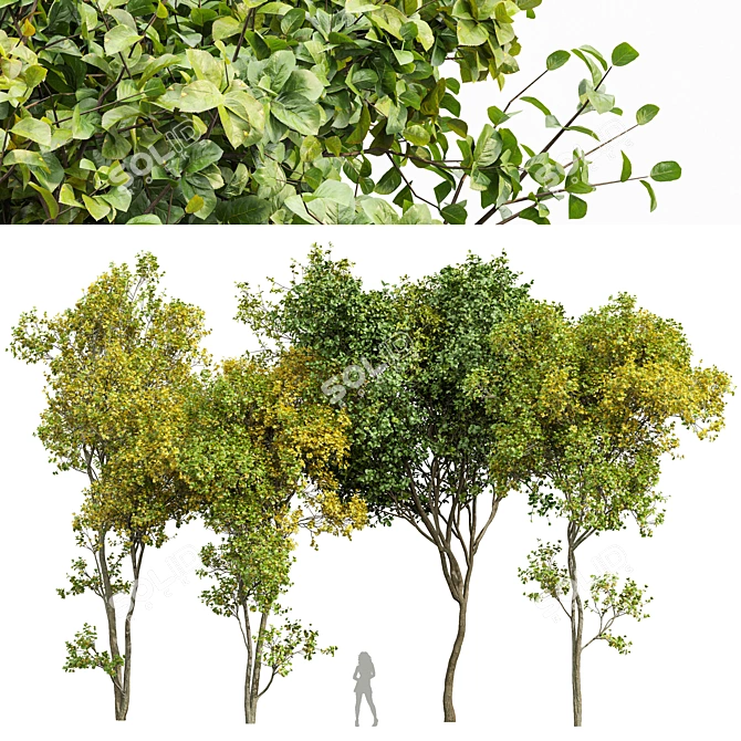 Seasonal Tree 3D Model Collection 3D model image 1