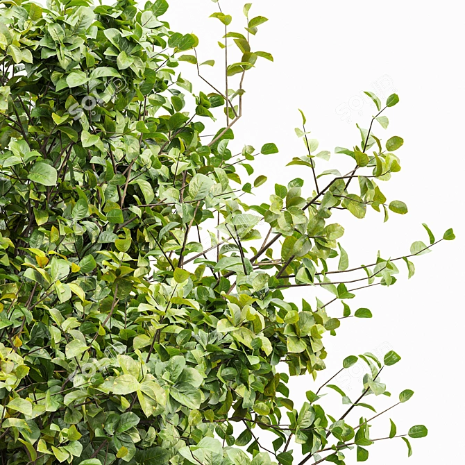 Seasonal Tree 3D Model Collection 3D model image 2