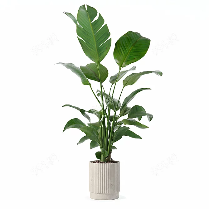 Strelitzia 09 in Beige Pot 3D model image 3