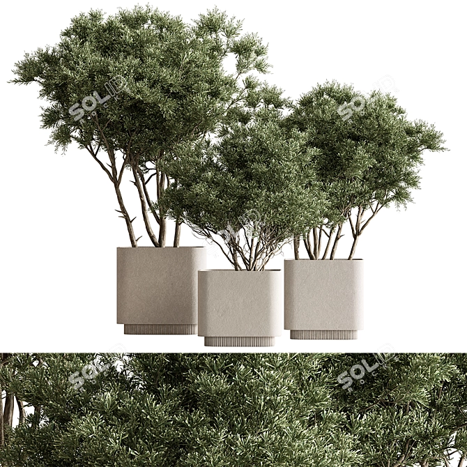 Russian Birch Tree in Pot 3D model image 1