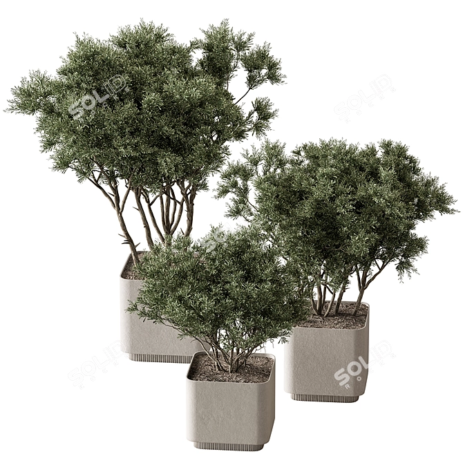 Russian Birch Tree in Pot 3D model image 2