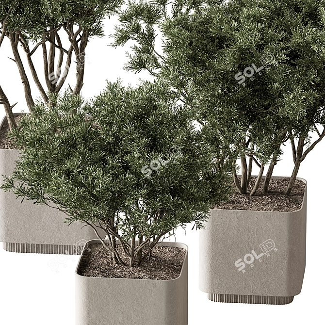 Russian Birch Tree in Pot 3D model image 4