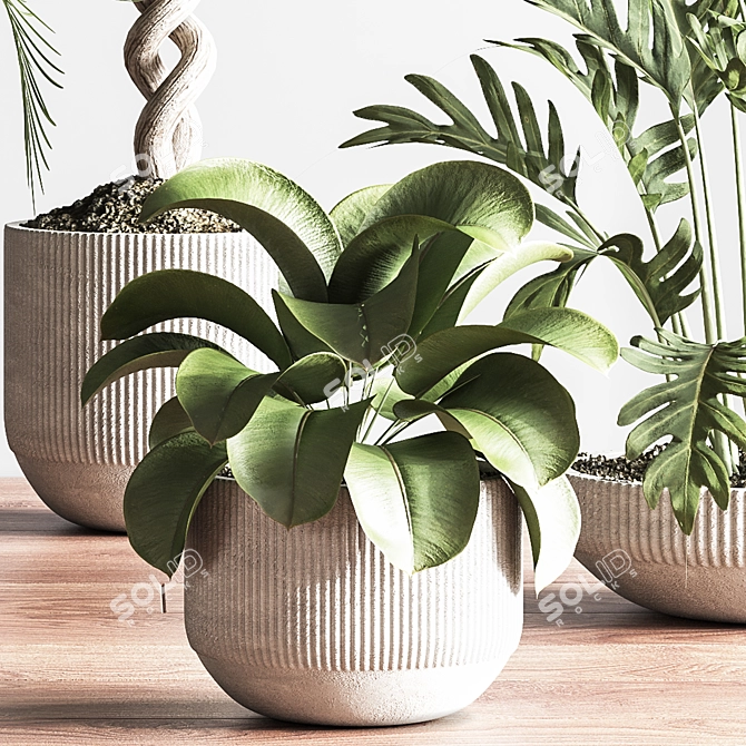 Modern Indoor Plant Set 3D 3D model image 5