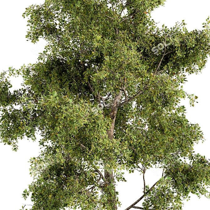 Holiday Mistletoe Tree Set 3D model image 2