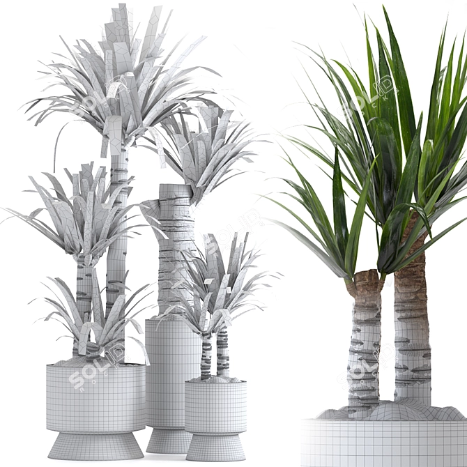 Yucca Indoor Plant 3D Model 3D model image 7