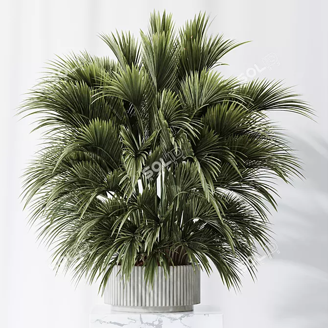 Tropical Palm Set with Planter 3D model image 4