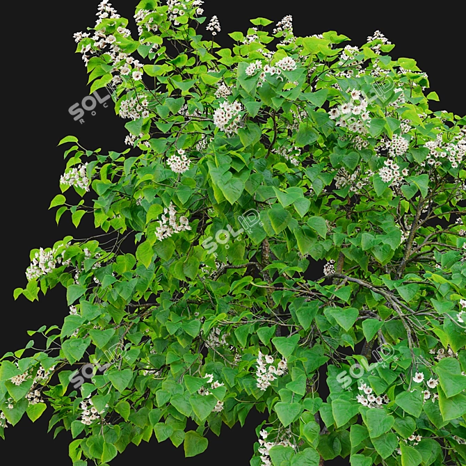 Catawba Catalpa Tree 3D Model 3D model image 3