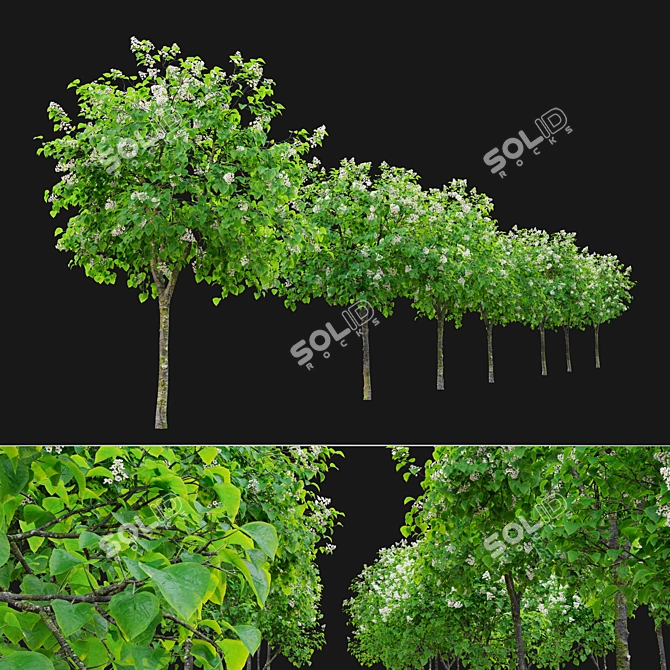 Catawba Catalpa Tree 3D Model 3D model image 4