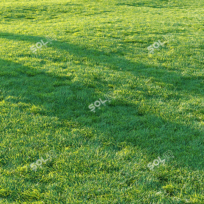 Pro Render Grass Pack 3D model image 6