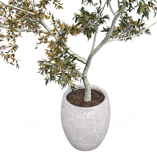 Autumn Street Tree Concrete Pot 3D model image 3