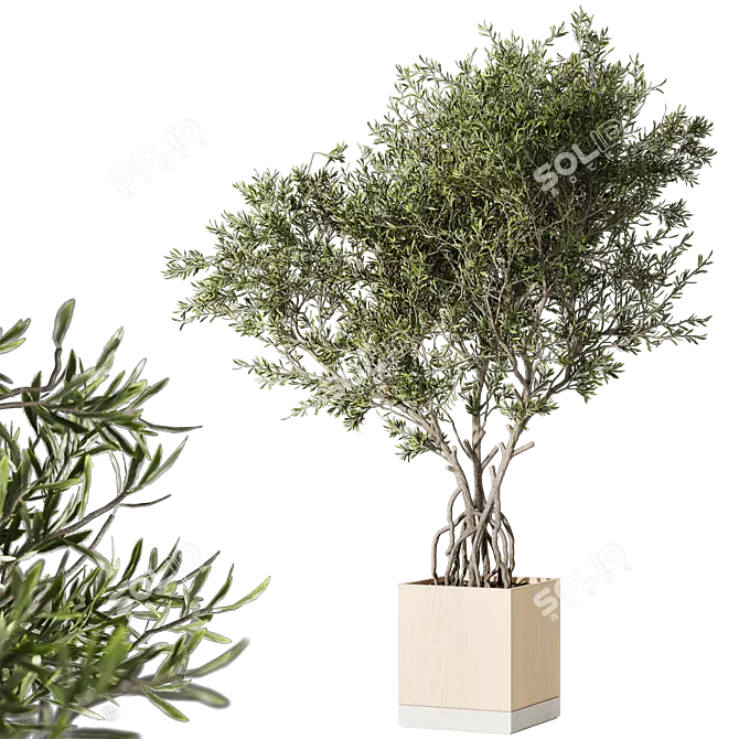 Minimalist Living Plant in Concrete and Wood Vessel 3D model image 3