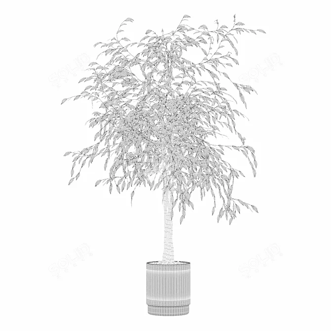 Modern Ficus Benjamina Plant Set 3D model image 2