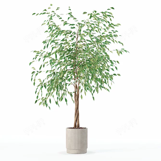 Modern Ficus Benjamina Plant Set 3D model image 3