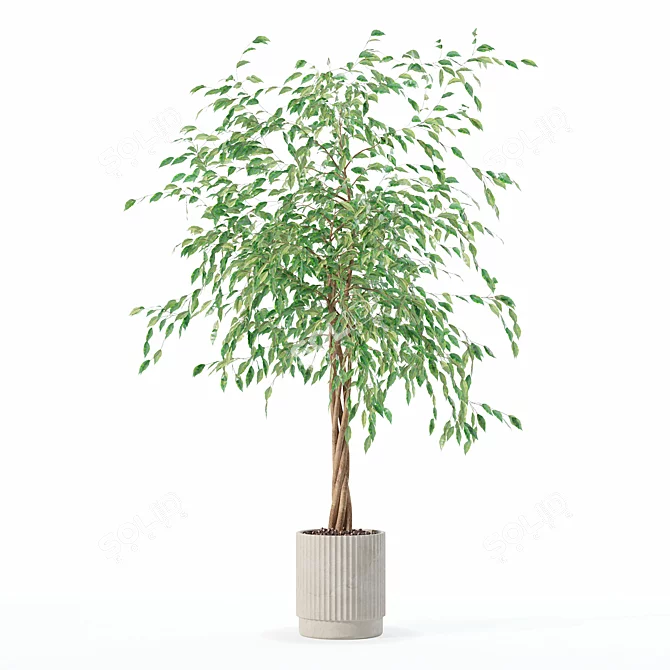 Modern Ficus Benjamina Plant Set 3D model image 5