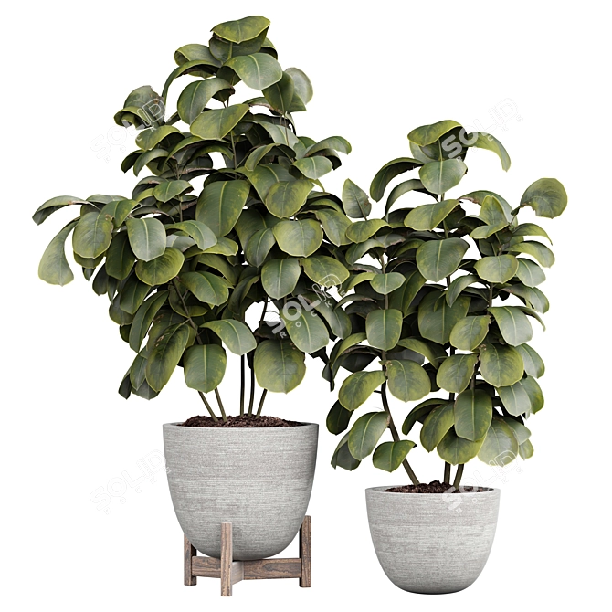  Ficus Indoor Plant 3D Model 3D model image 1