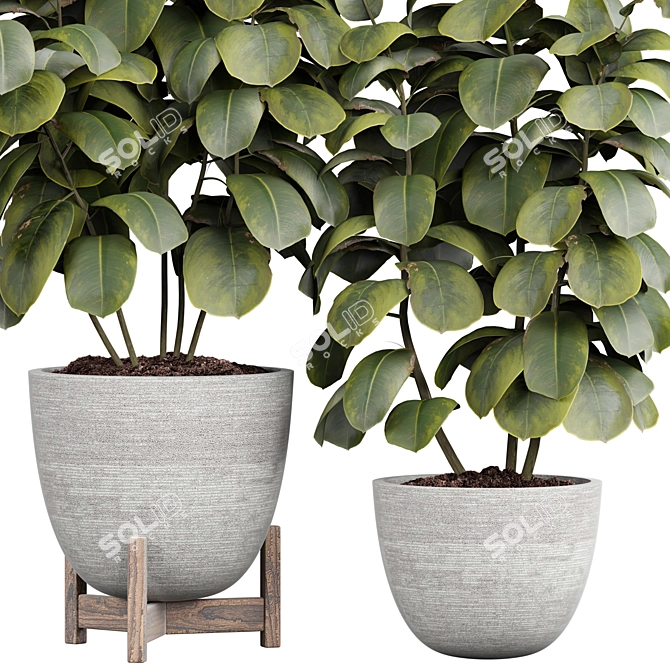  Ficus Indoor Plant 3D Model 3D model image 2
