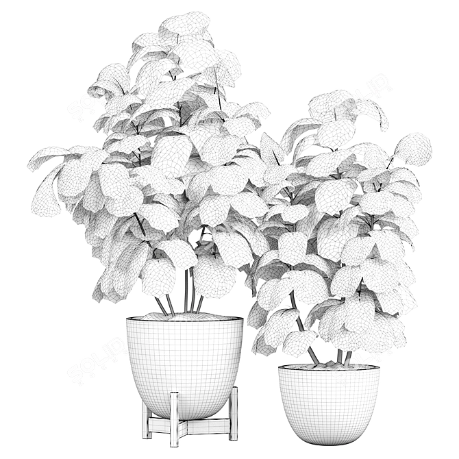 Ficus Indoor Plant 3D Model 3D model image 3